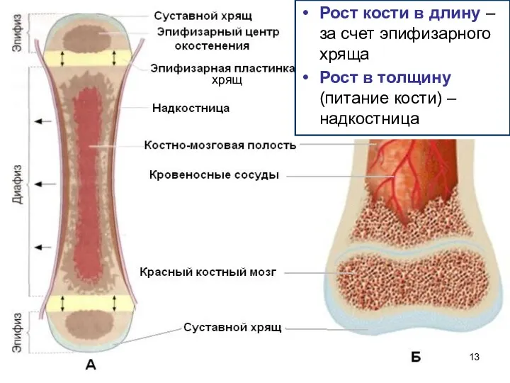 Рост кости в длину – за счет эпифизарного хряща Рост