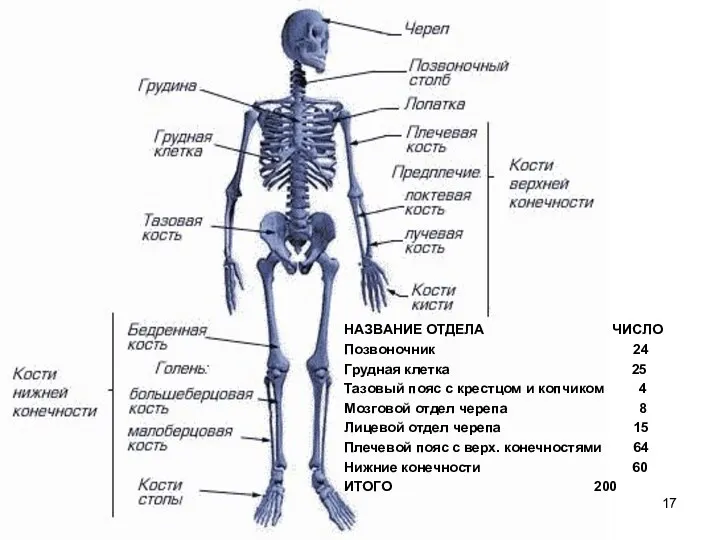 НАЗВАНИЕ ОТДЕЛА ЧИСЛО Позвоночник 24 Грудная клетка 25 Тазовый пояс