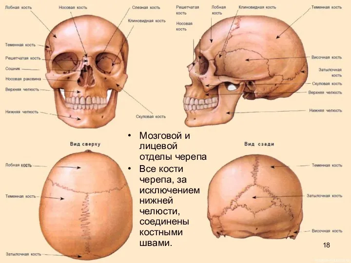 Мозговой и лицевой отделы черепа Все кости черепа, за исключением нижней челюсти, соединены костными швами.