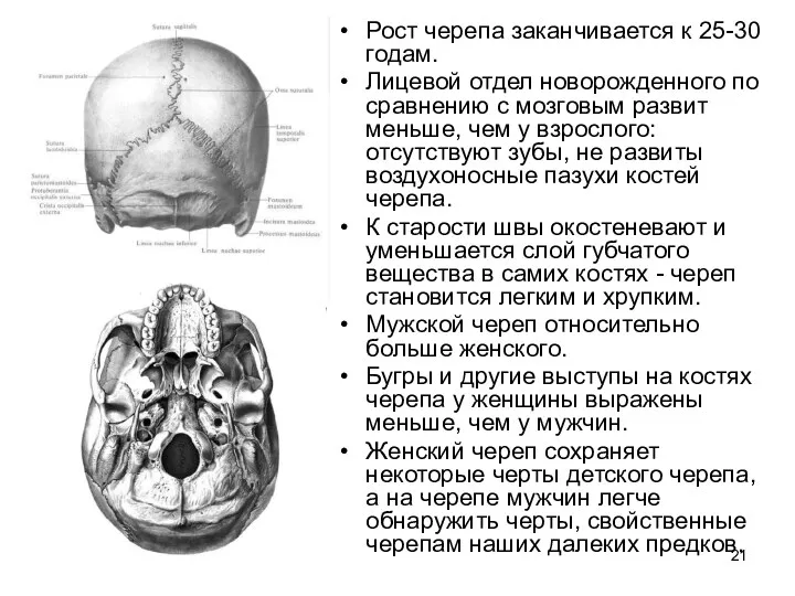 Рост черепа заканчивается к 25-30 годам. Лицевой отдел новорожденного по