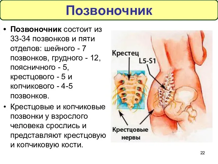 Позвоночник состоит из 33-34 позвонков и пяти отделов: шейного -