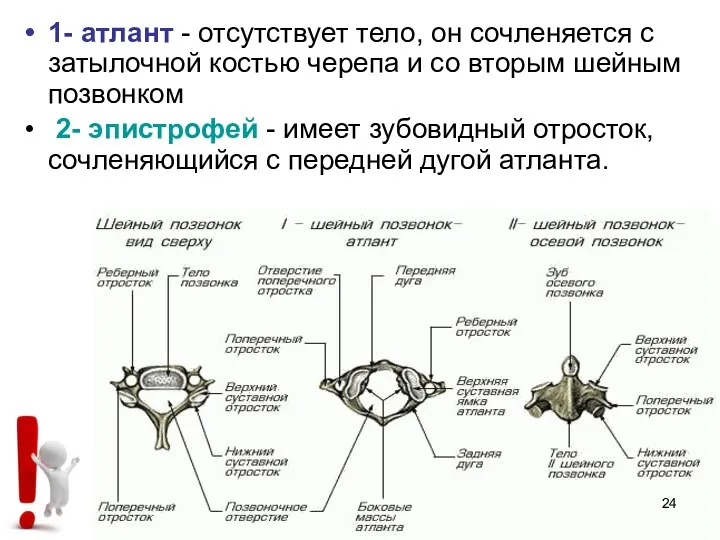 1- атлант - отсутствует тело, он сочленяется с затылочной костью