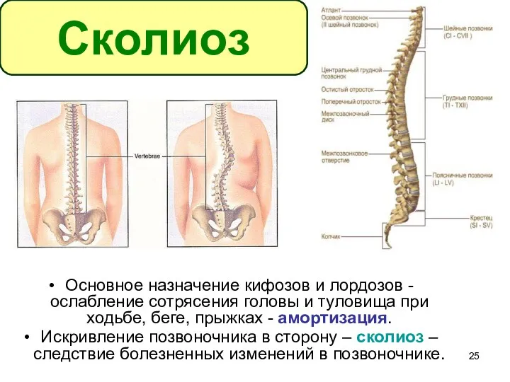 Основное назначение кифозов и лордозов - ослабление сотрясения головы и