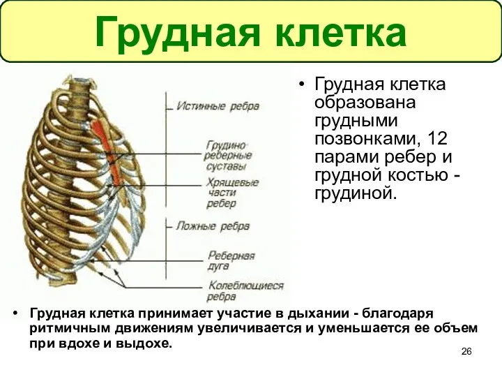 Грудная клетка образована грудными позвонками, 12 парами ребер и грудной