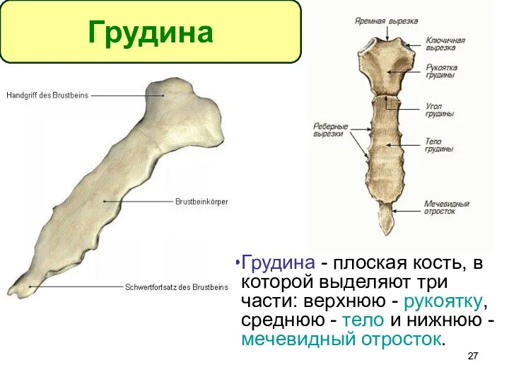 Грудина - плоская кость, в которой выделяют три части: верхнюю