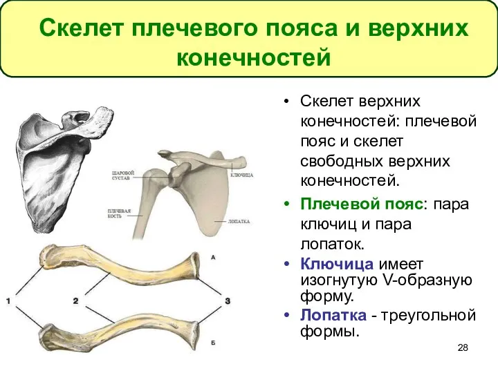 Скелет верхних конечностей: плечевой пояс и скелет свободных верхних конечностей.