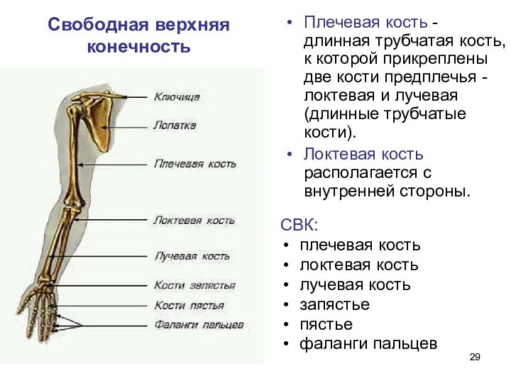 Свободная верхняя конечность Плечевая кость - длинная трубчатая кость, к