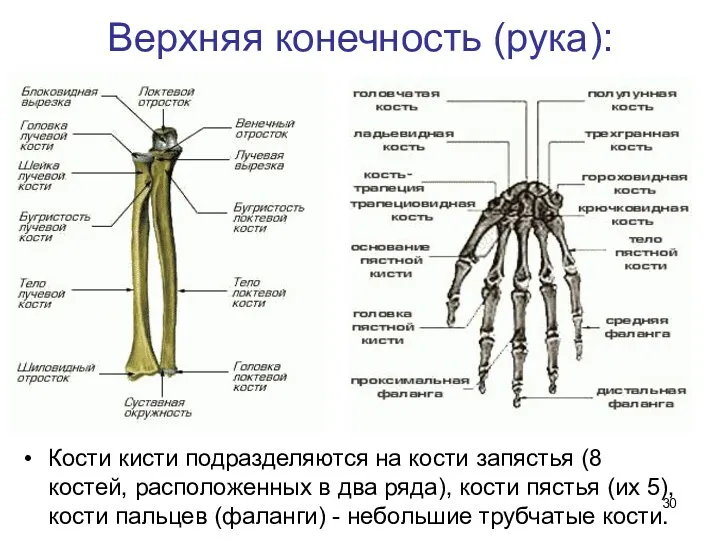 Верхняя конечность (рука): Кости кисти подразделяются на кости запястья (8