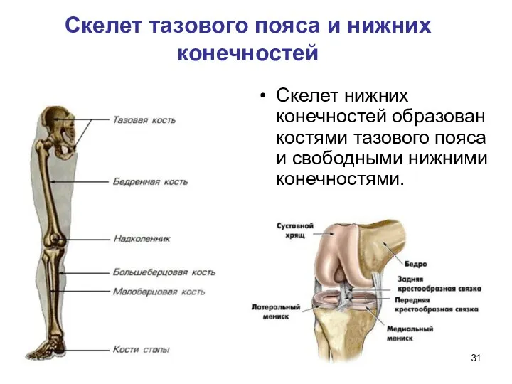 Скелет тазового пояса и нижних конечностей Скелет нижних конечностей образован