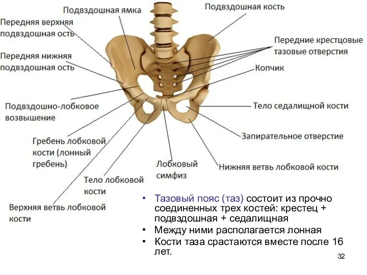 Тазовый пояс (таз) состоит из прочно соединенных трех костей: крестец