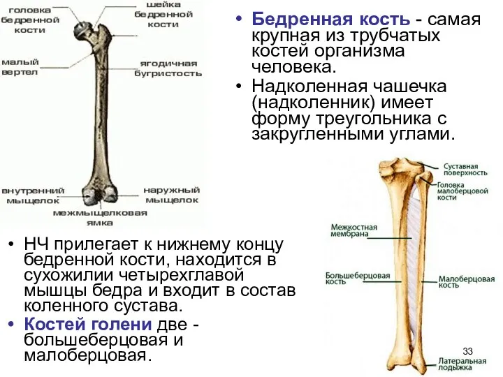 Бедренная кость - самая крупная из трубчатых костей организма человека.