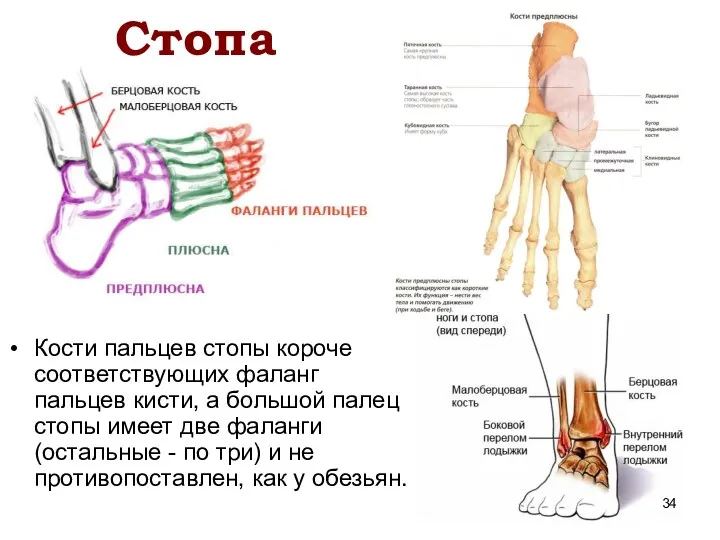 Стопа Кости пальцев стопы короче соответствующих фаланг пальцев кисти, а