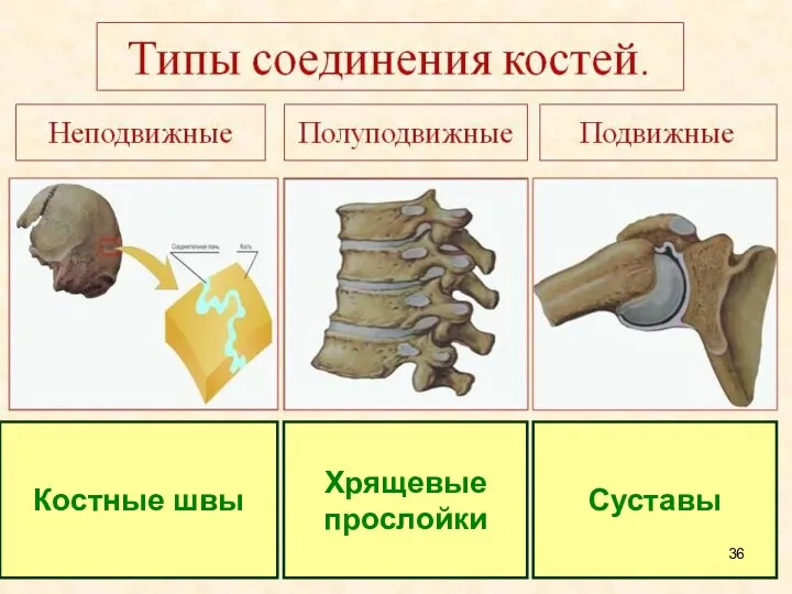 Костные швы Хрящевые прослойки Суставы