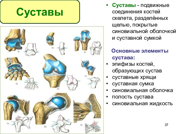 Суставы - подвижные соединения костей скелета, разделённых щелью, покрытые синовиальной