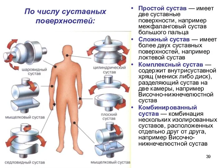 По числу суставных поверхностей: Простой сустав — имеет две суставные