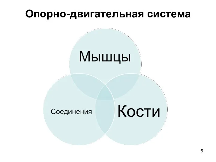 Опорно-двигательная система