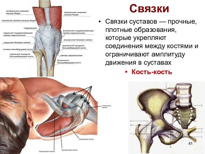 Связки Связки суставов — прочные, плотные образования, которые укрепляют соединения