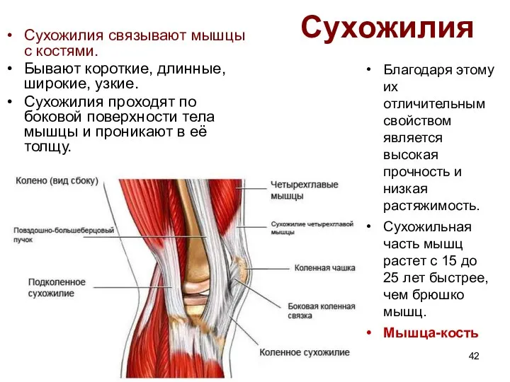 Сухожилия Благодаря этому их отличительным свойством является высокая прочность и