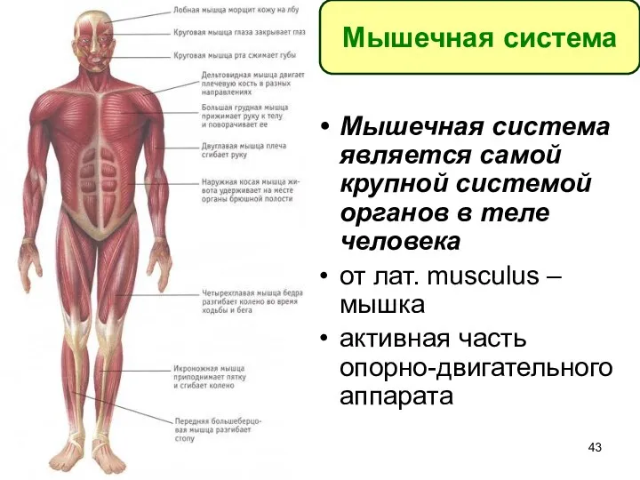 Мышечная система является самой крупной системой органов в теле человека