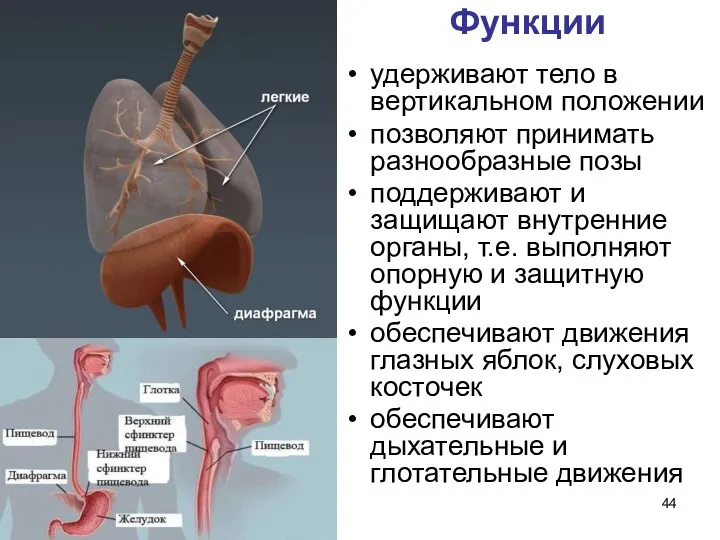 Функции удерживают тело в вертикальном положении позволяют принимать разнообразные позы