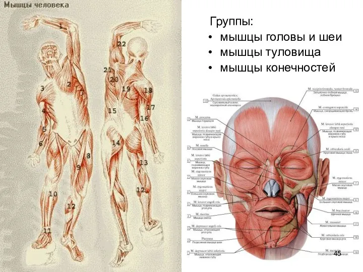 Группы: мышцы головы и шеи мышцы туловища мышцы конечностей