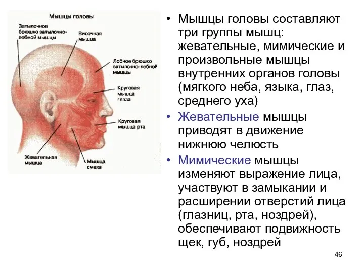 Мышцы головы составляют три группы мышц: жевательные, мимические и произвольные