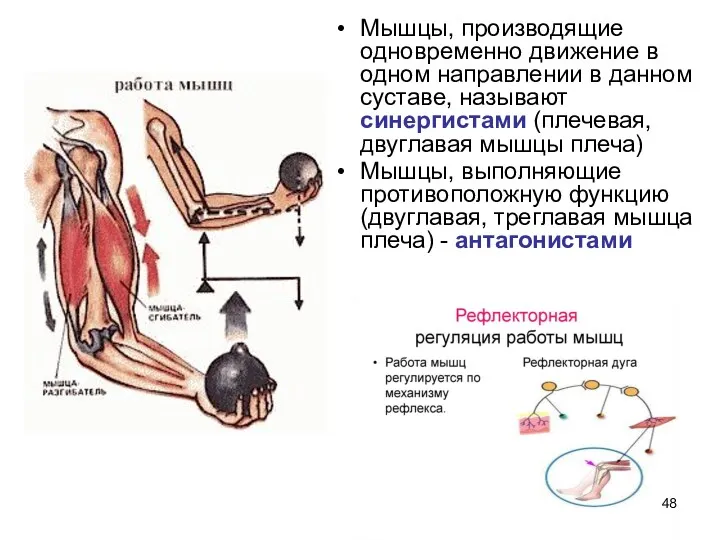 Мышцы, производящие одновременно движение в одном направлении в данном суставе,