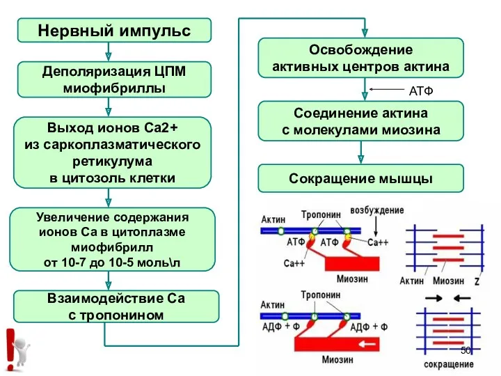 Нервный импульс Деполяризация ЦПМ миофибриллы Выход ионов Са2+ из саркоплазматического