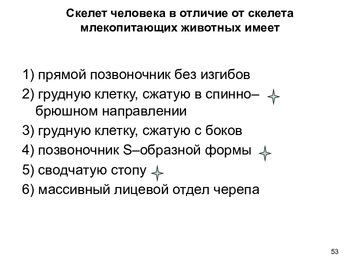 Скелет человека в отличие от скелета млекопитающих животных имеет 1)