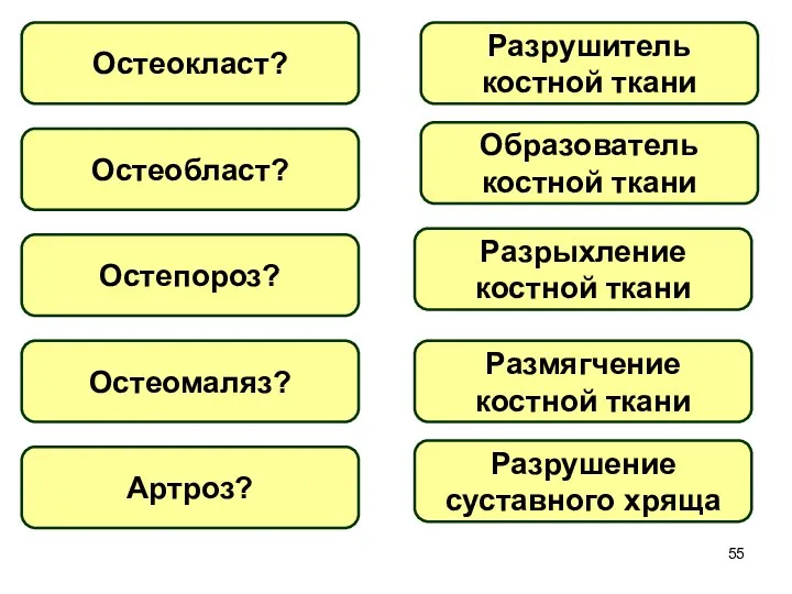 Остеокласт? Разрушитель костной ткани Остеобласт? Остепороз? Остеомаляз? Артроз? Образователь костной