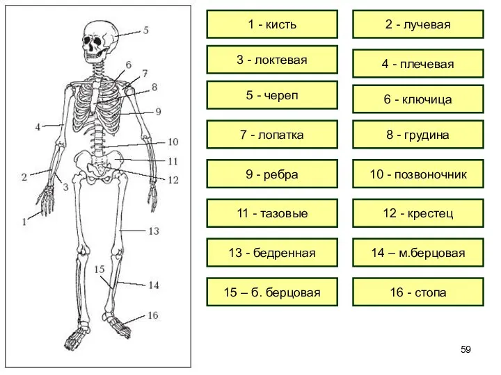 1 - кисть 2 - лучевая 3 - локтевая 4