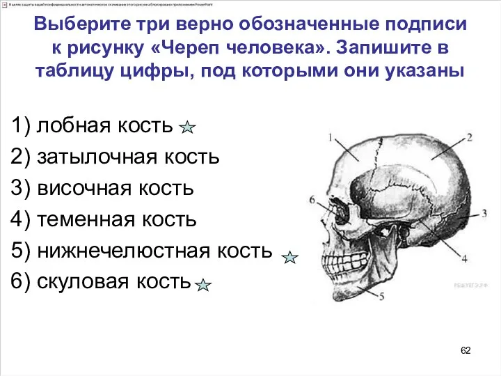 Выберите три верно обозначенные подписи к рисунку «Череп человека». Запишите