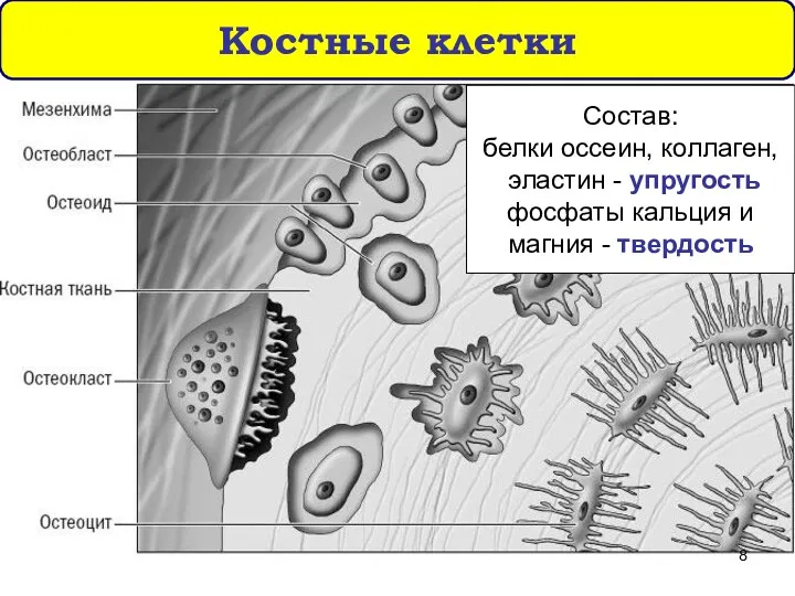 Костные клетки Состав: белки оссеин, коллаген, эластин - упругость фосфаты кальция и магния - твердость