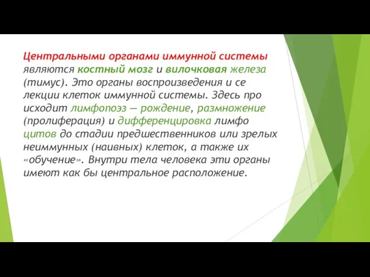 Центральными органами иммунной системы являются костный мозг и вилочковая железа (тимус). Это органы