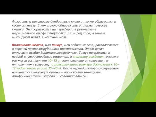 Фагоциты и некоторые дендритные клетки также образуются в костном мозге. В нем можно