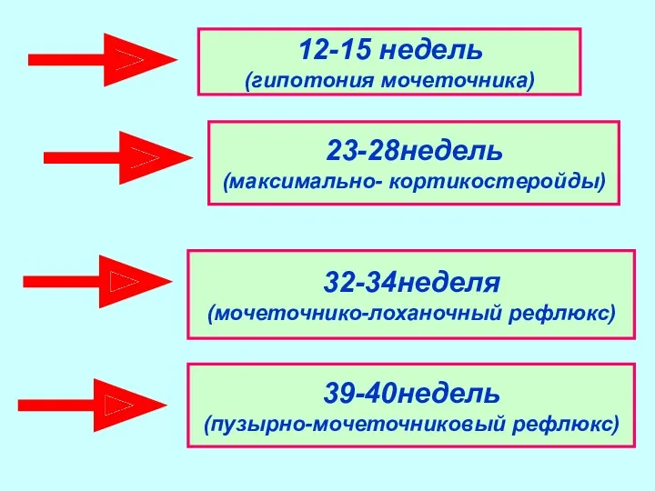 12-15 недель (гипотония мочеточника) 23-28недель (максимально- кортикостеройды) 32-34неделя (мочеточнико-лоханочный рефлюкс) 39-40недель (пузырно-мочеточниковый рефлюкс)