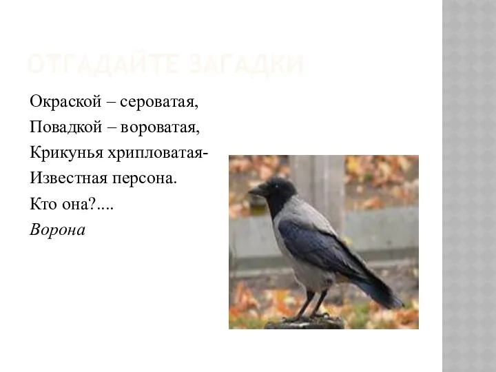 ОТГАДАЙТЕ ЗАГАДКИ Окраской – сероватая, Повадкой – вороватая, Крикунья хрипловатая- Известная персона. Кто она?.... Ворона