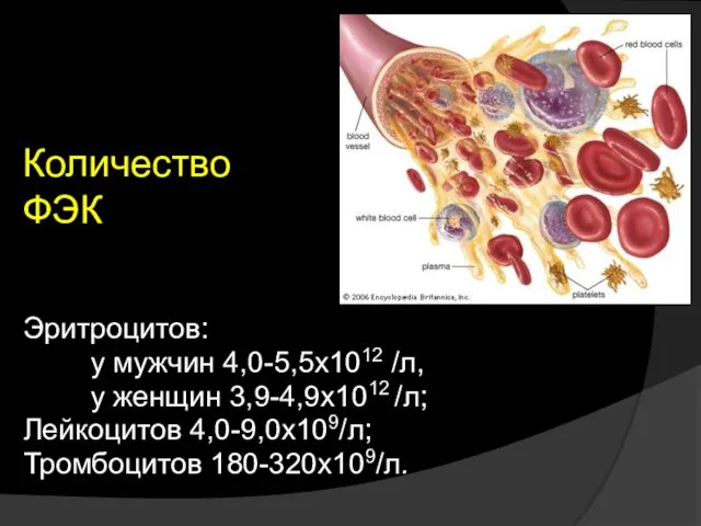 Количество ФЭК Эритроцитов: у мужчин 4,0-5,5х1012 /л, у женщин 3,9-4,9х1012 /л; Лейкоцитов 4,0-9,0х109/л; Тромбоцитов 180-320х109/л.