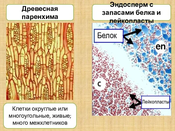 Древесная паренхима Эндосперм с запасами белка и лейкопласты Клетки округлые или многоугольные, живые; много межклетников