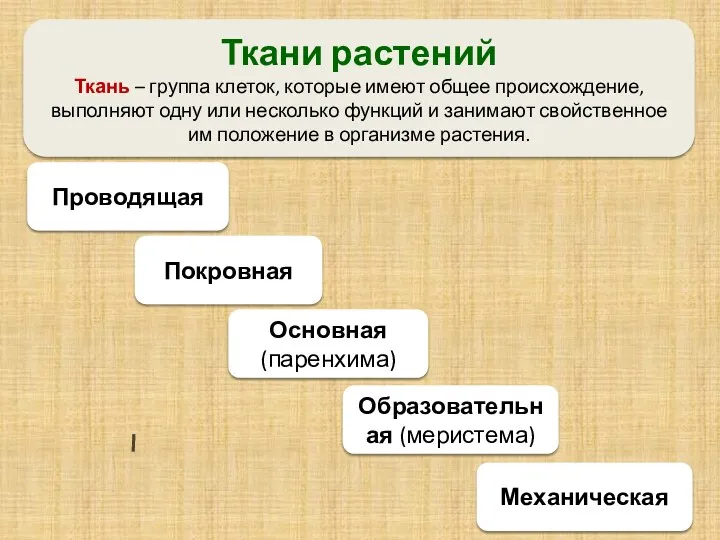 Ткани растений Ткань – группа клеток, которые имеют общее происхождение,