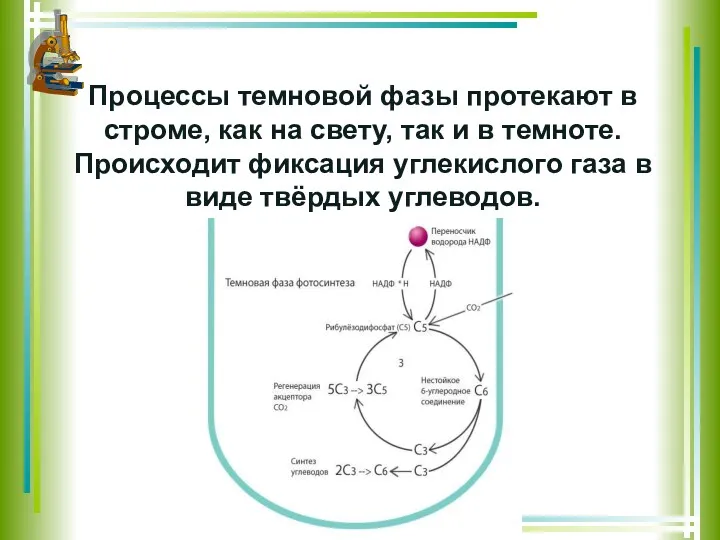 Процессы темновой фазы протекают в строме, как на свету, так