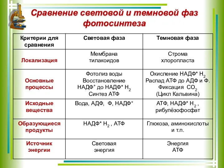 Сравнение световой и темновой фаз фотосинтеза