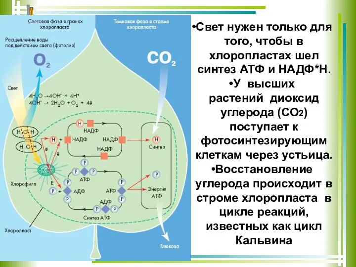 Свет нужен только для того, чтобы в хлоропластах шел синтез