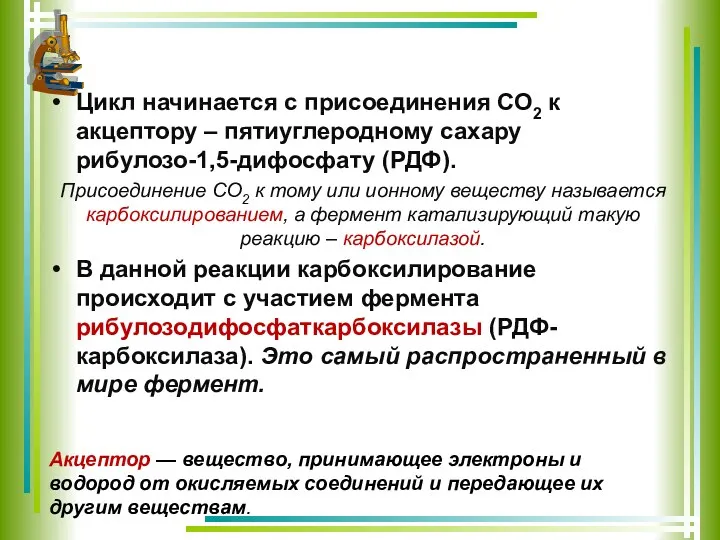 Цикл начинается с присоединения СО2 к акцептору – пятиуглеродному сахару