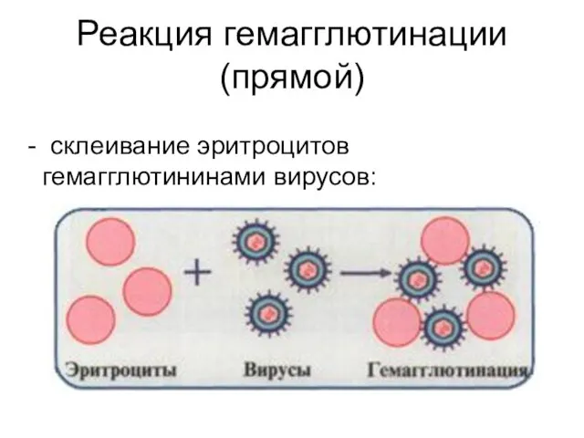 Реакция гемагглютинации (прямой) - склеивание эритроцитов гемагглютининами вирусов: