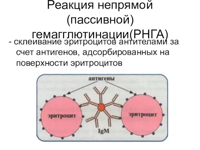 Реакция непрямой (пассивной) гемагглютинации(РНГА) - склеивание эритроцитов антителами за счет антигенов, адсорбированных на поверхности эритроцитов