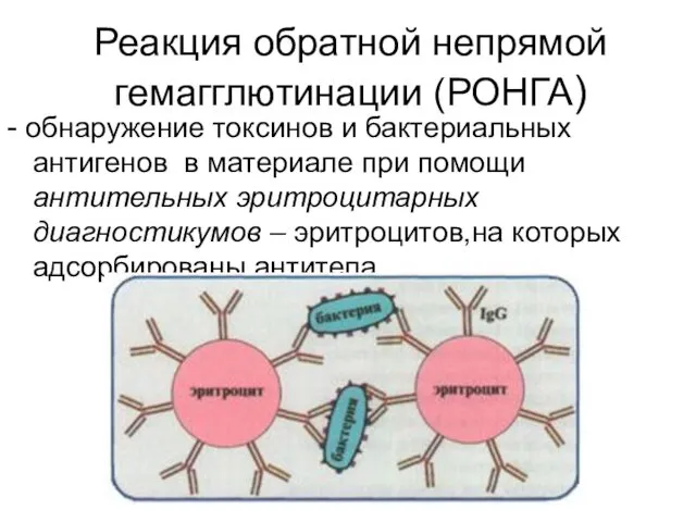 Реакция обратной непрямой гемагглютинации (РОНГА) - обнаружение токсинов и бактериальных