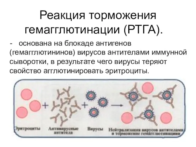 Реакция торможения гемагглютинации (РТГА). - основана на блокаде антигенов (гемагглютининов)