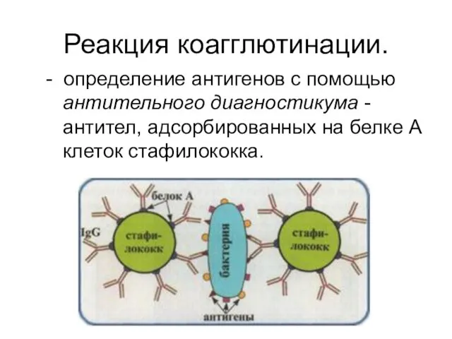 Реакция коагглютинации. - определение антигенов с помощью антительного диагностикума -