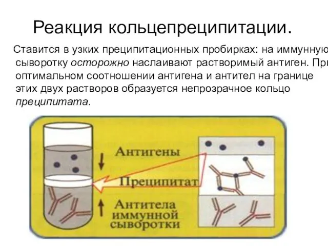 Реакция кольцепреципитации. Ставится в узких преципитационных пробирках: на иммунную сыворотку